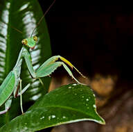 Image of African mantis