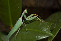 Image of African mantis