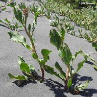 Imagem de Rumex maricola Remy