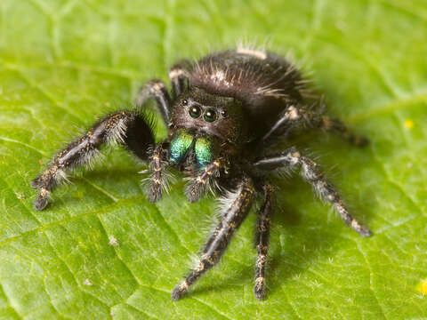 Phidippus audax (Hentz 1845) resmi