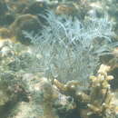 Image of Delicate white stinging hydroids