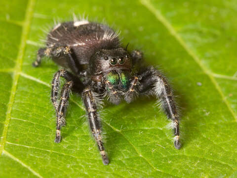 Phidippus audax (Hentz 1845) resmi