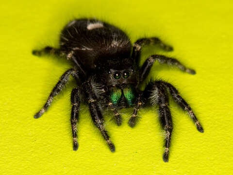 Image of Bold Jumper