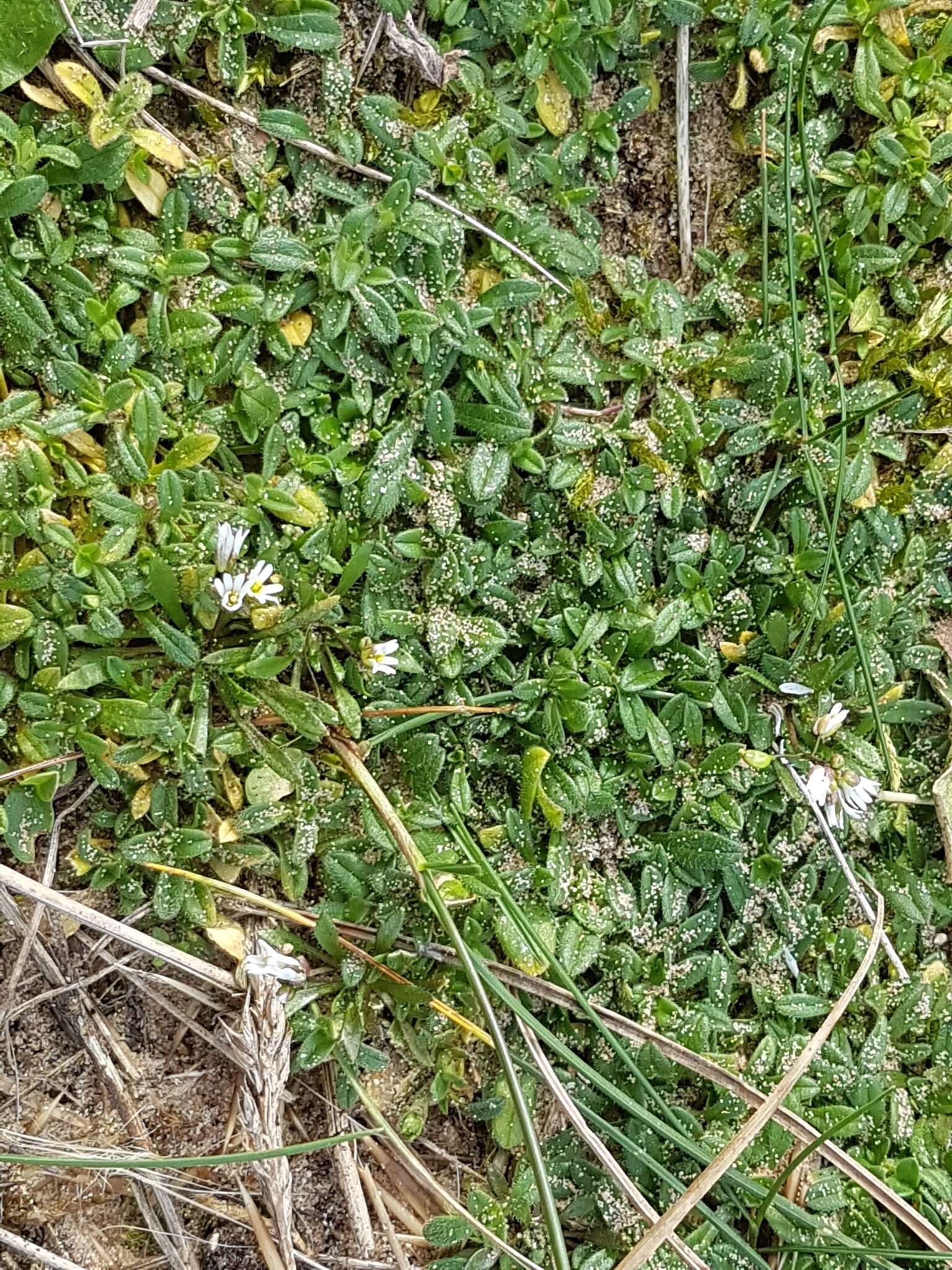 Image of fourstamen chickweed