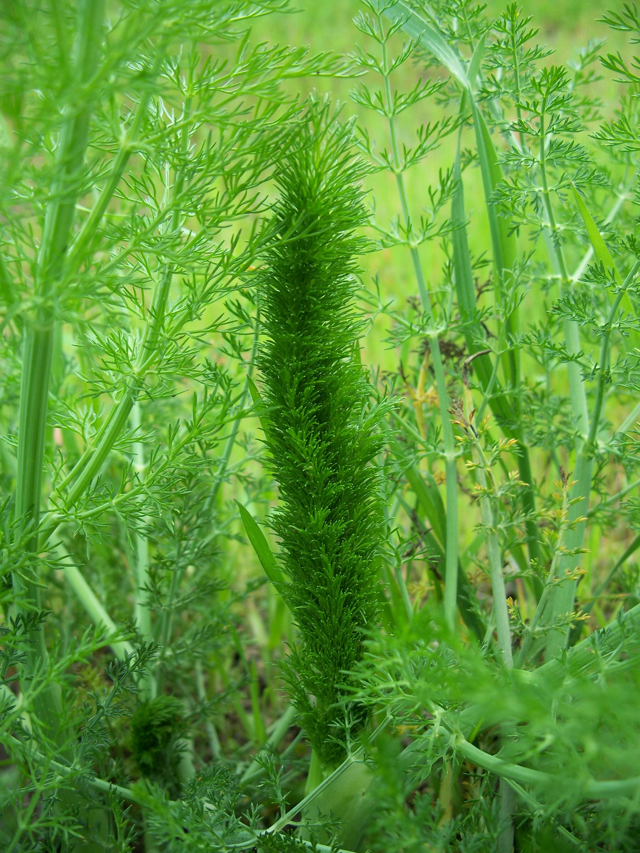 Image of fennel