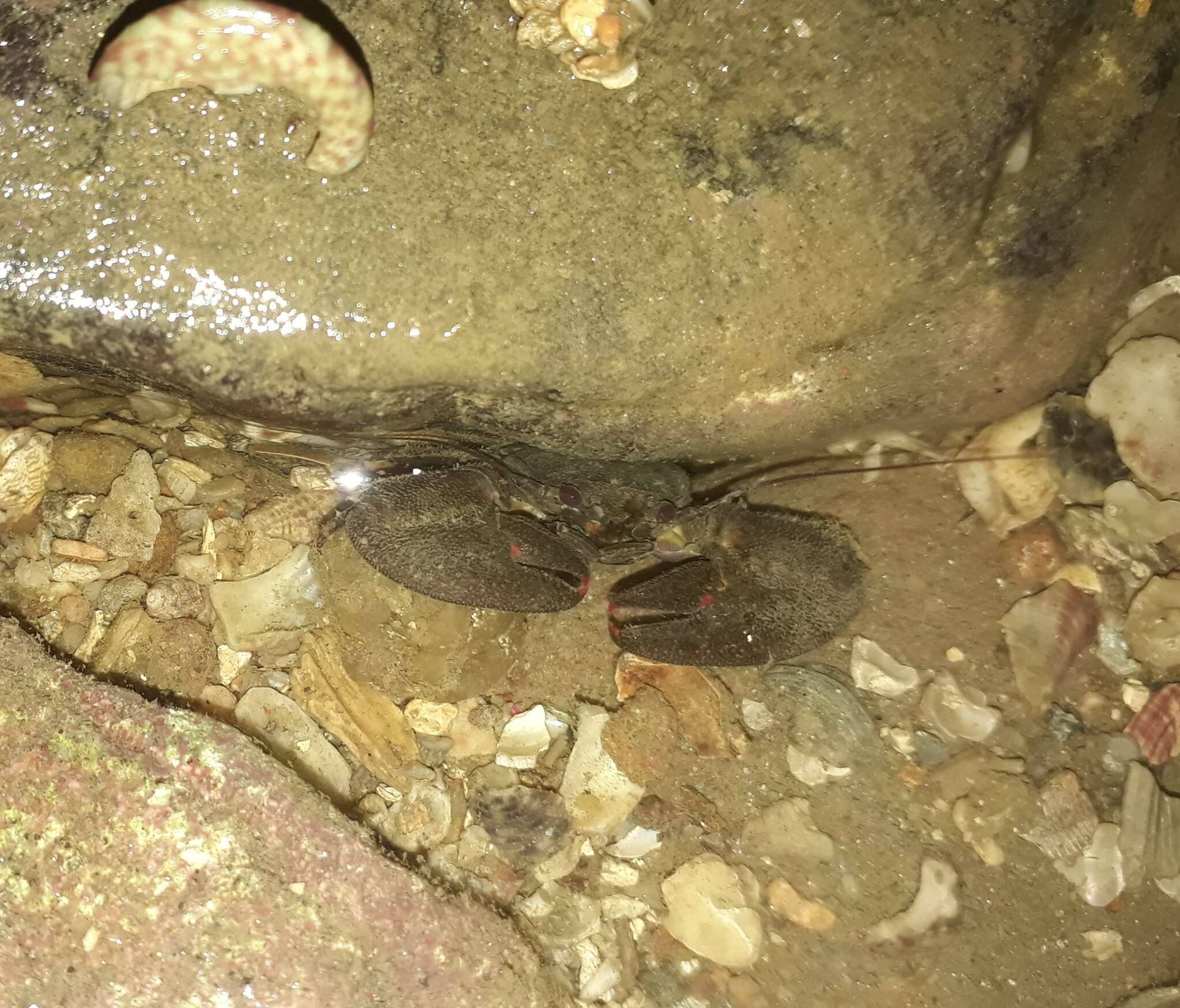 Image of Lamarck's porcelain crab