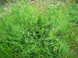 Image of fennel