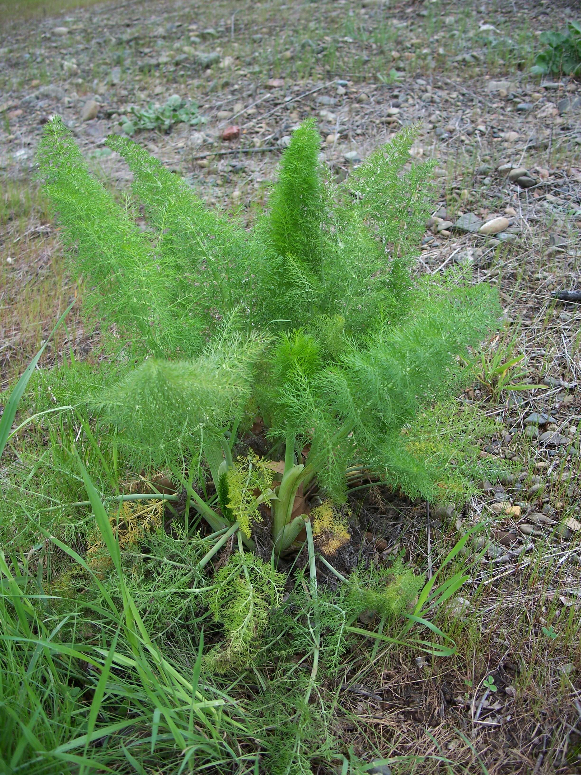 Image of fennel