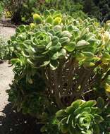 Aeonium balsamiferum Webb & Berth. resmi