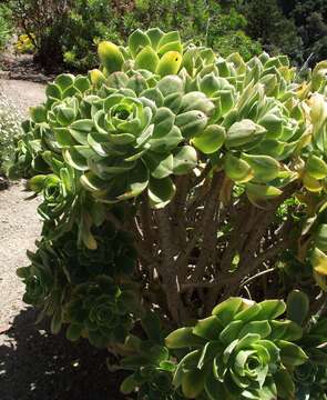 Image of Aeonium balsamiferum Webb & Berth.