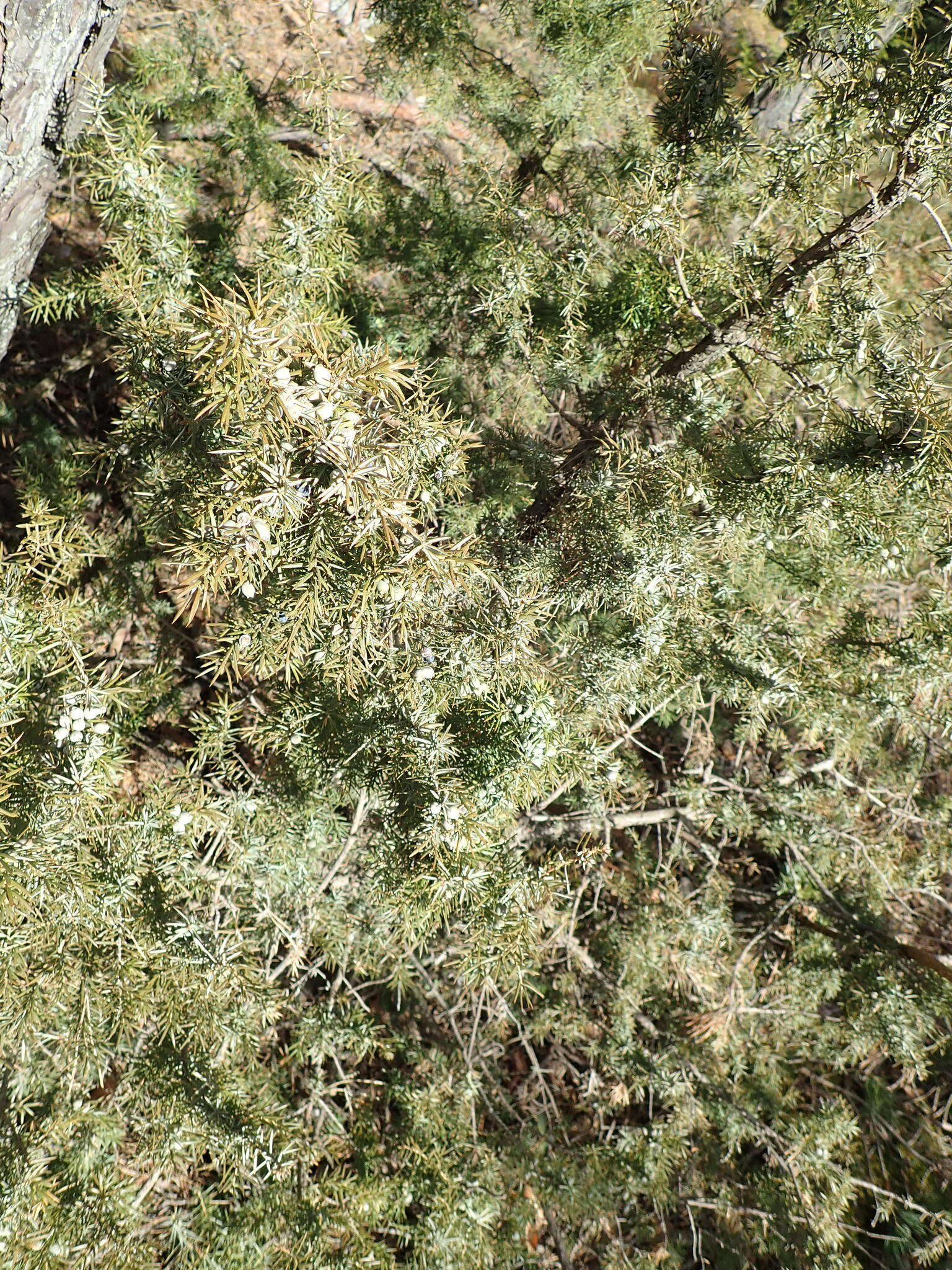 Image of common juniper