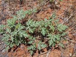 Image of annual ragweed