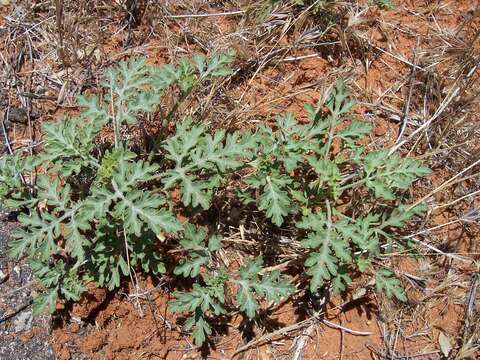 Image of annual ragweed