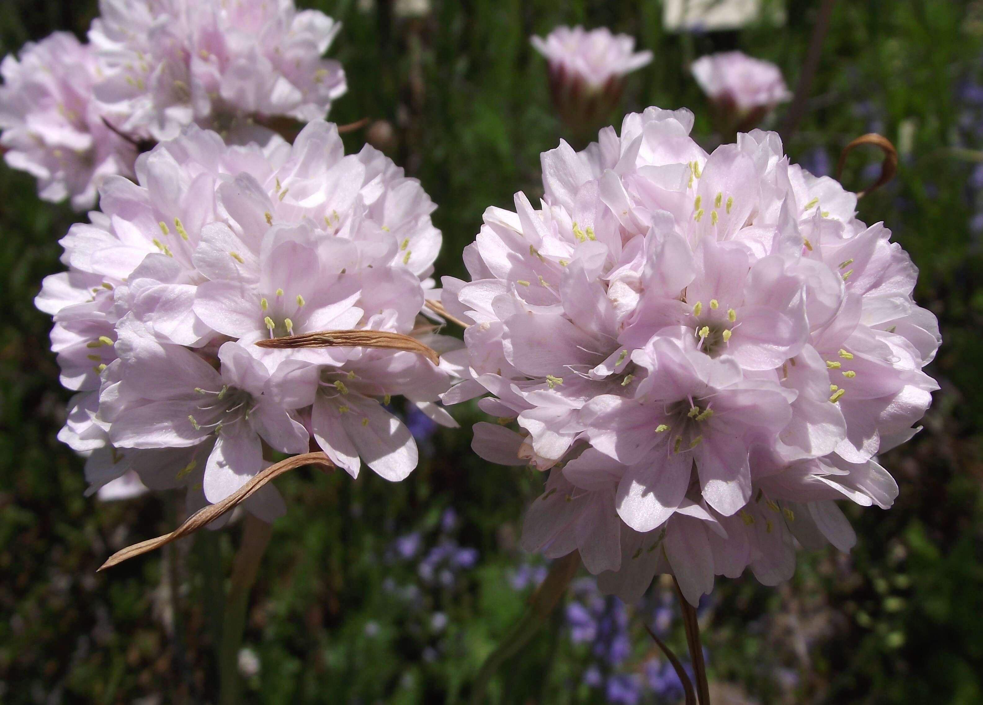 Image of Sea Pinks