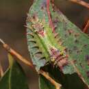 صورة Doratifera oxleyi Newman 1855