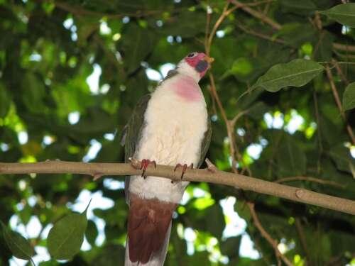 Image of Jambu Fruit Dove