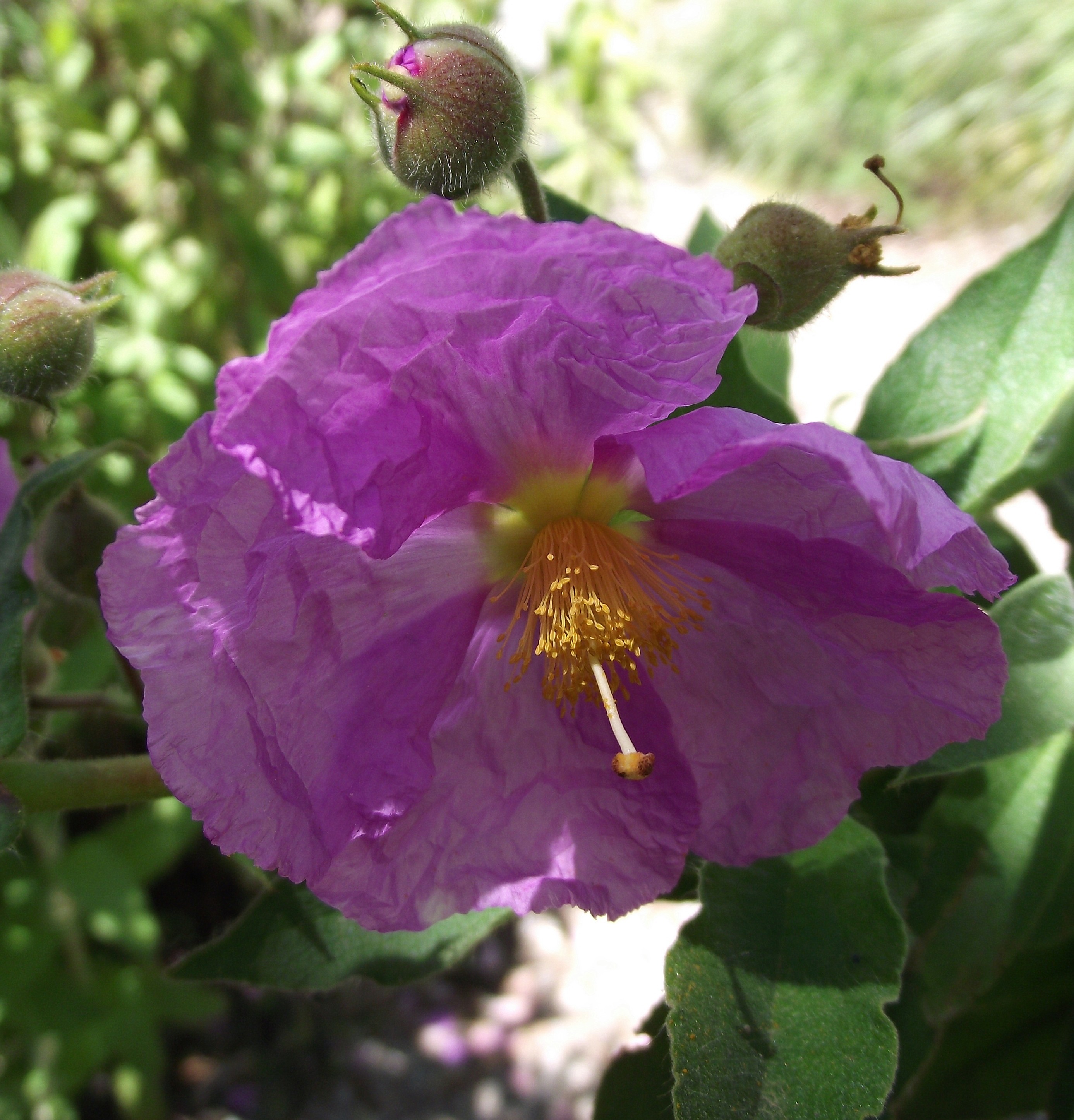 Cistus symphytifolius (rights holder: )