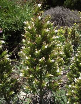 Image of viper's bugloss