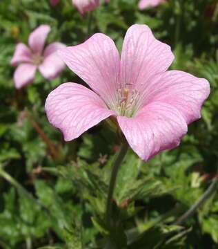 Imagem de Geranium endressii J. Gay