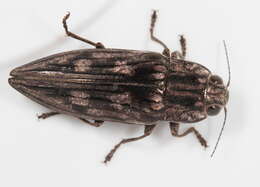 Image of Sculptured Pine Borer