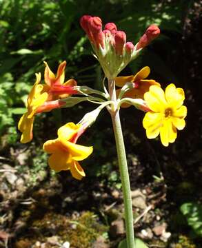 Primula bulleyana Forrest resmi