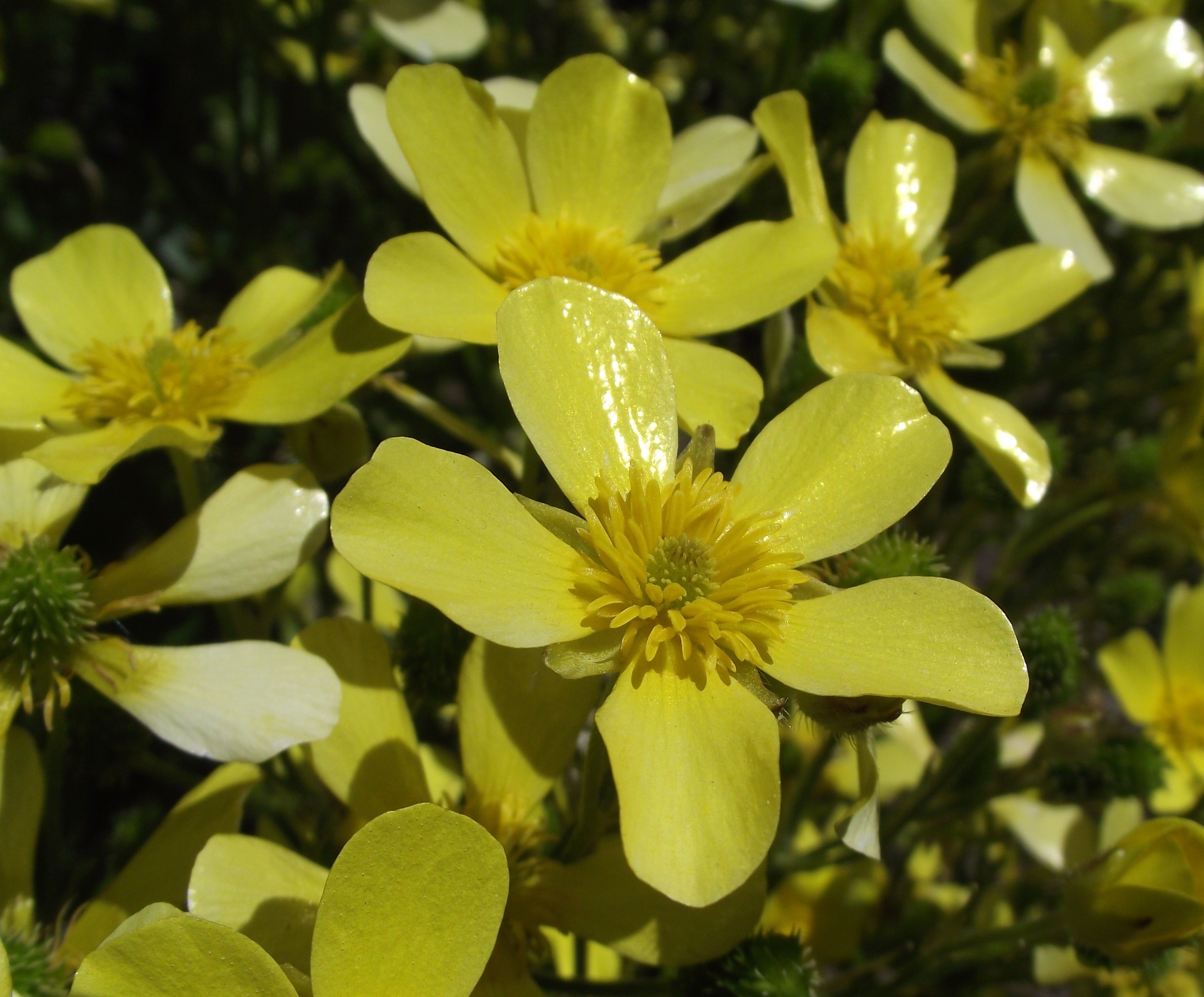 Ranunculus cortusifolius (rights holder: )