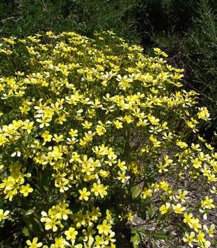 Image of Azores buttercup