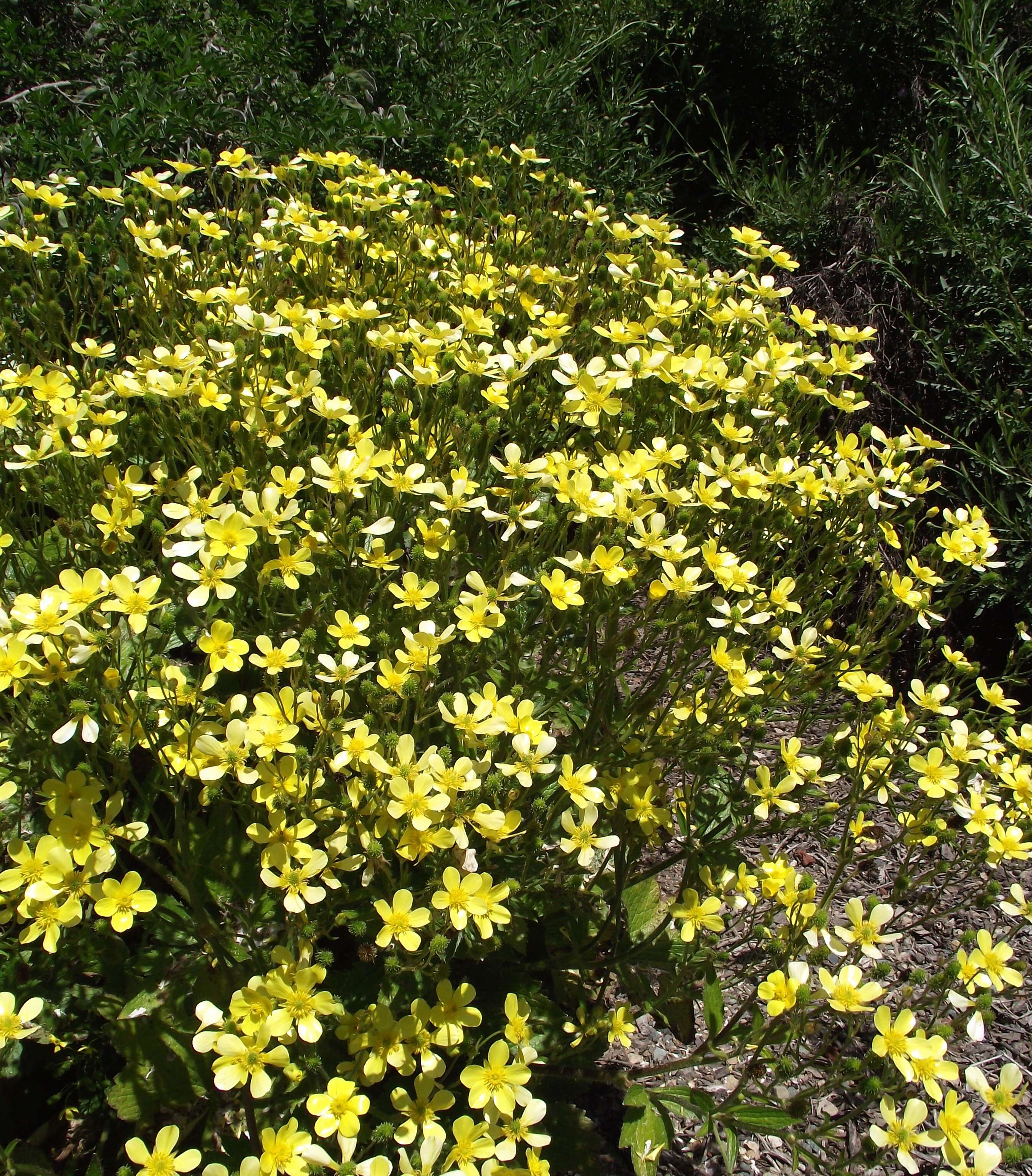 Image de Ranunculus cortusifolius Willd.
