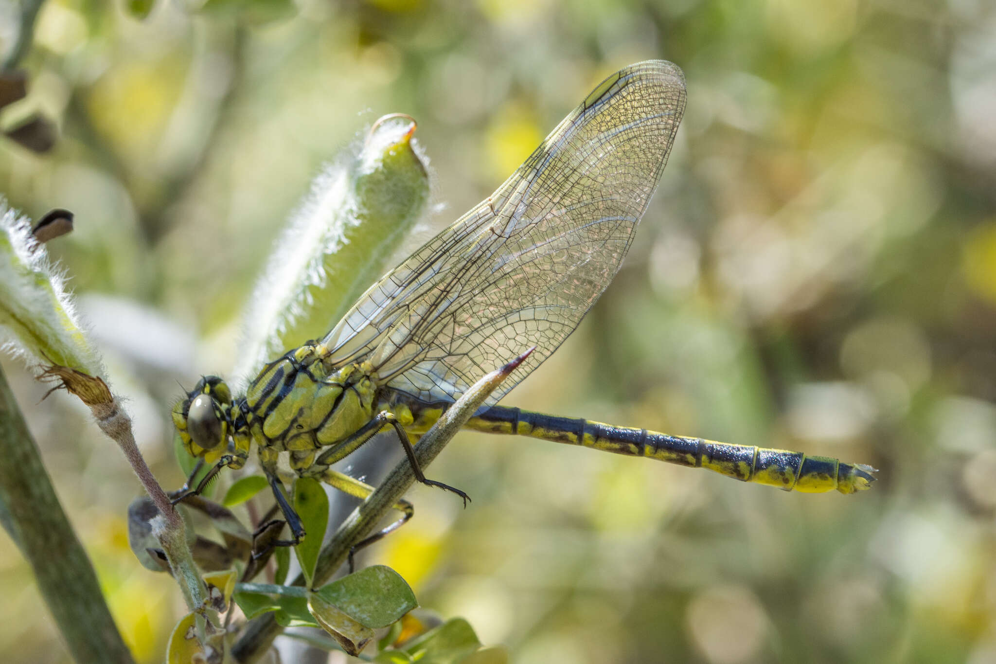 صورة Gomphus simillimus Selys 1840