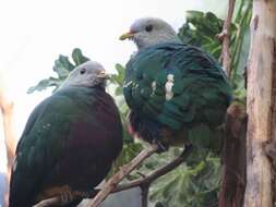 Image of Wompoo Fruit Dove