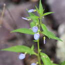 Image of western greenviolet