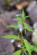 Image of western greenviolet