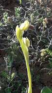 Image of Early spider orchid