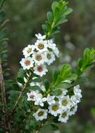 Sivun Thryptomene calycina (Lindley) Stapf kuva