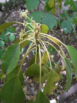 Image of Trochodendron