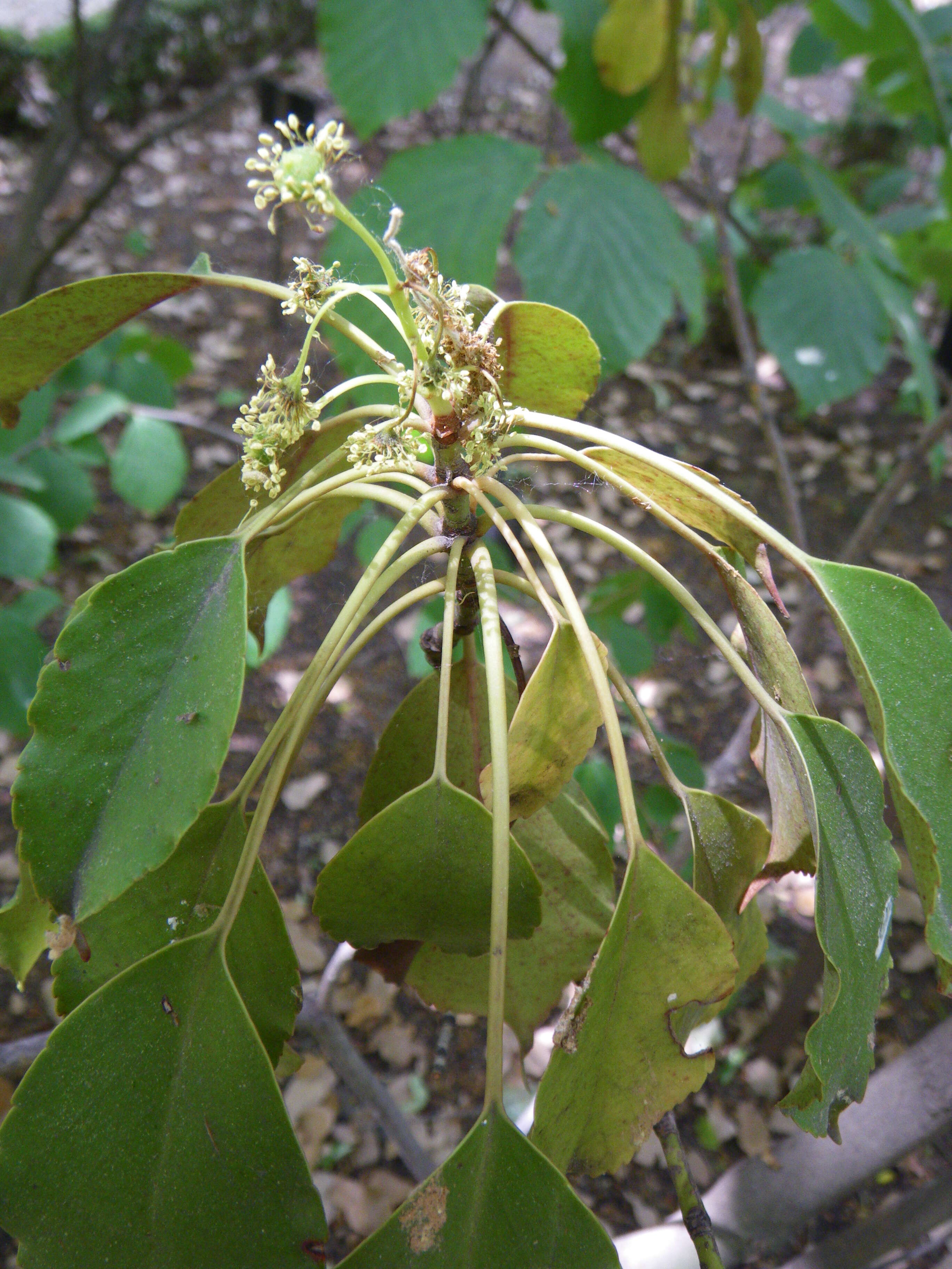 Image of Trochodendron