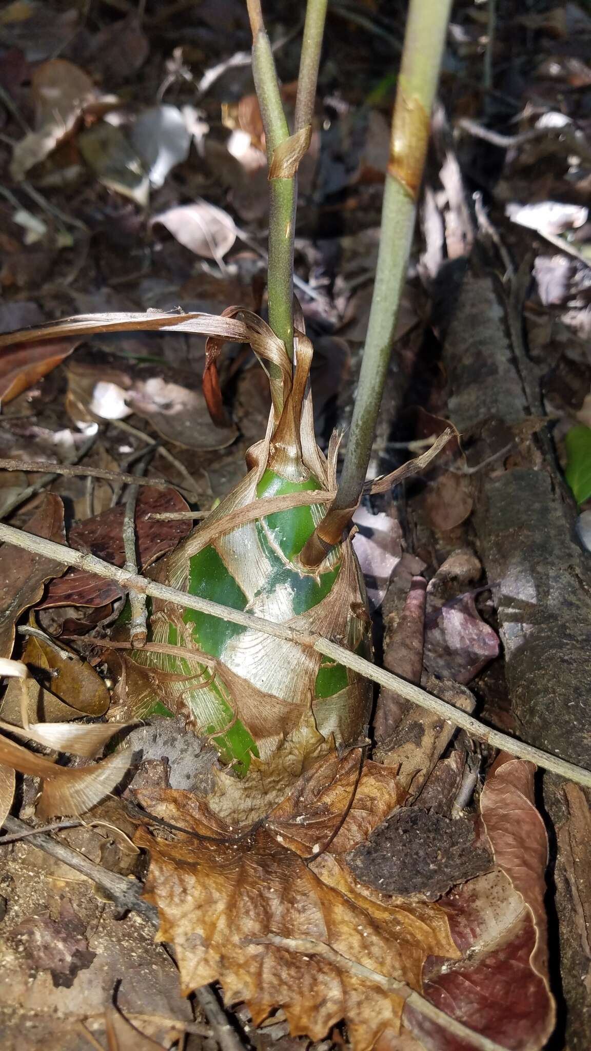 Image of Grass-Leaf Wild Coco