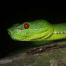 Image of Pope's pit viper