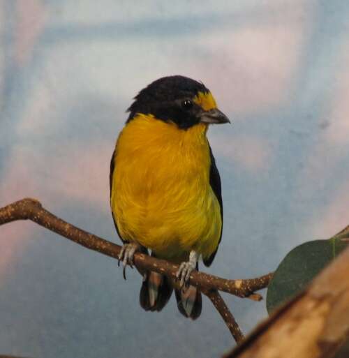 Image of Violaceous Euphonia