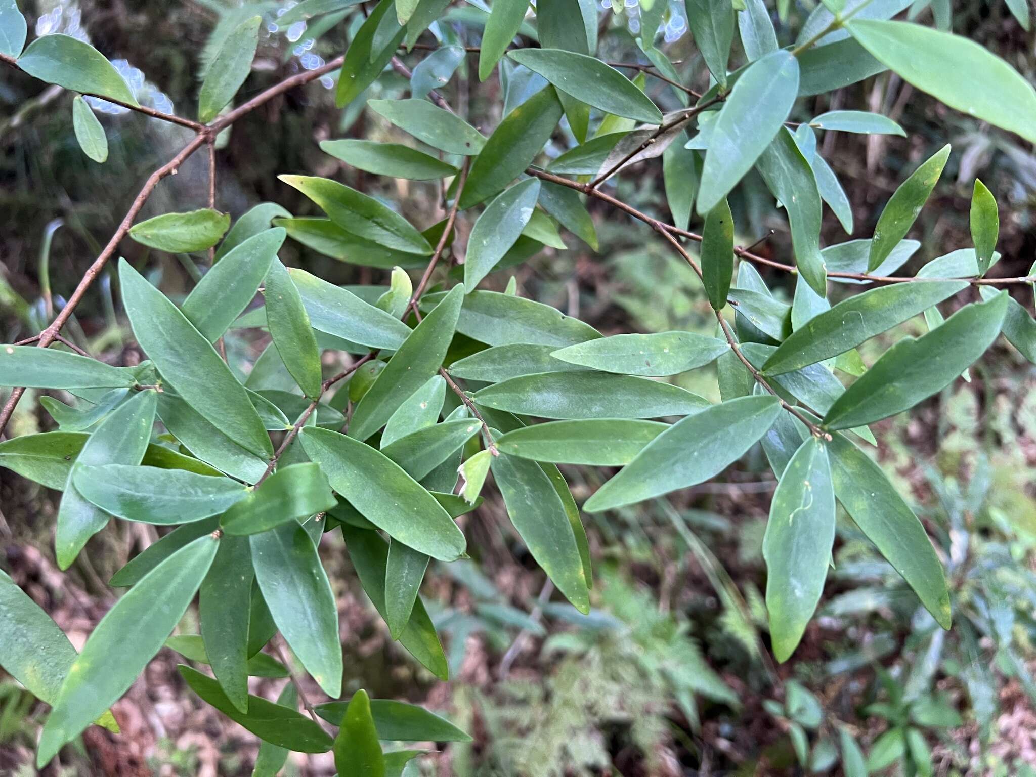 Image of Wikstroemia taiwanensis C. E. Chang