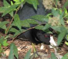 Image of Fulica Linnaeus 1758