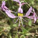 Imagem de Sieruela maculata (Sond.) Roalson & J. C. Hall