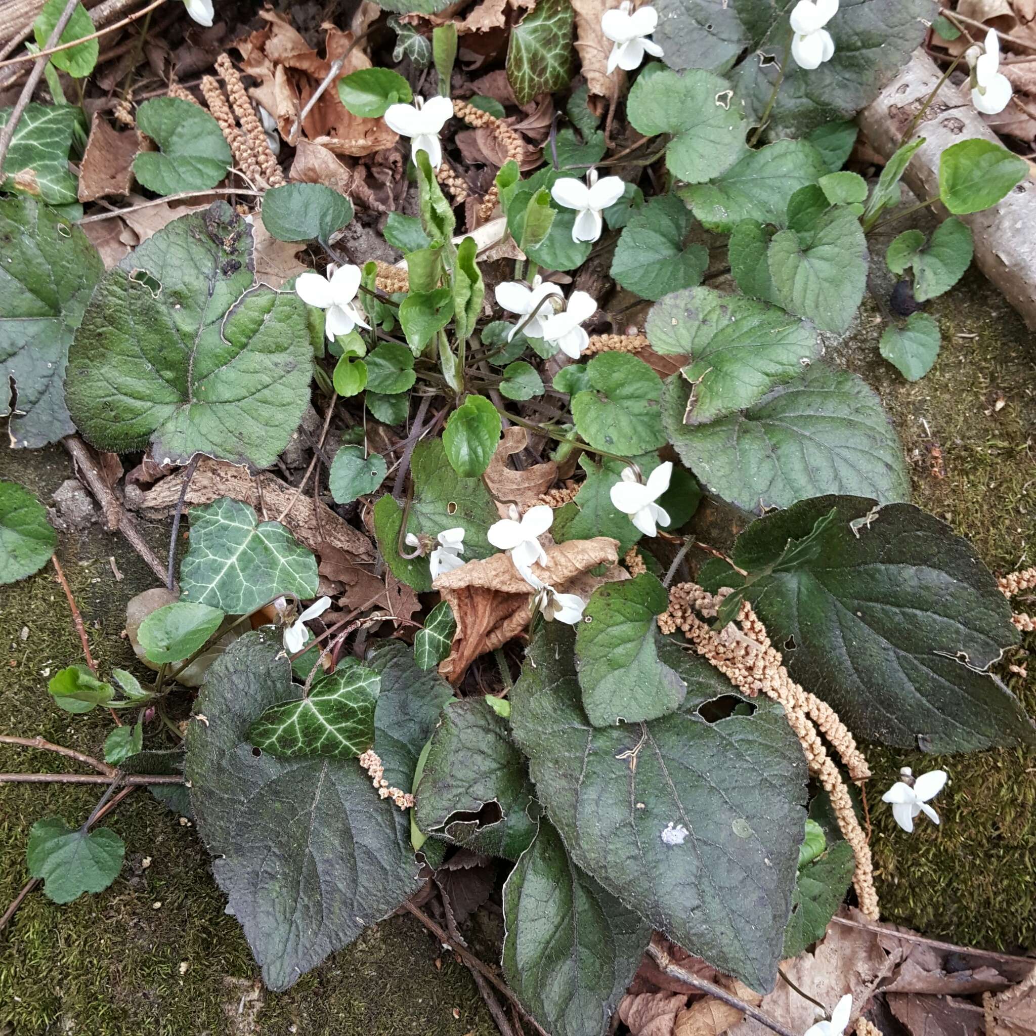 Image of White Violet