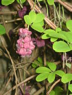 Image of chocolate vine