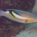 Image of Darkstripe tuskfish