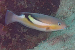 Image of Darkstripe tuskfish