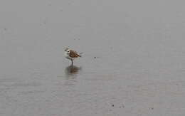 Слика од Charadrius javanicus Chasen 1938