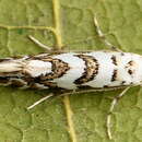 Image of Phyllonorycter joannisi (Le Marchand 1936)