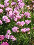 Image of thrift seapink