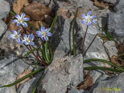 Image of Scilla nana (Schult. & Schult. fil.) Speta